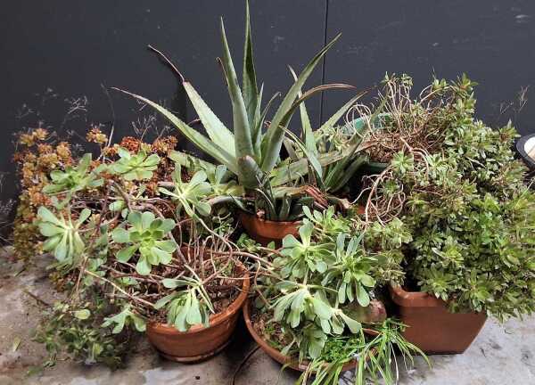SUCCULENTS IN POTS
