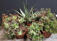 SUCCULENTS IN POTS