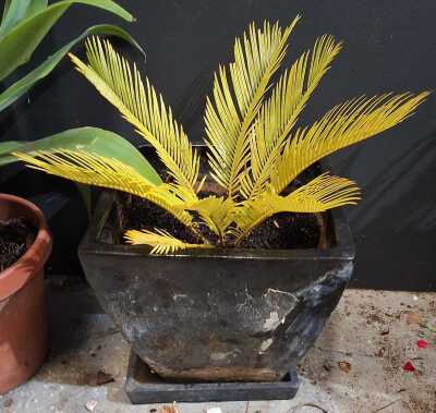 Potted Cycad