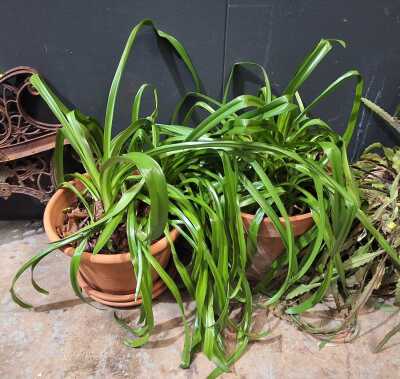 Potted