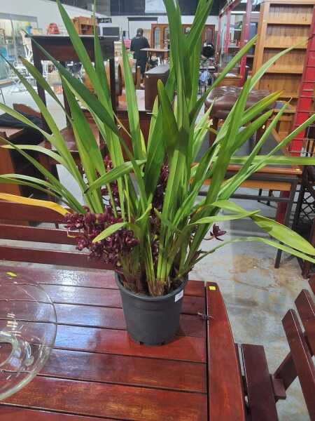 PLANT
