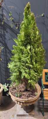 Potted Cypress