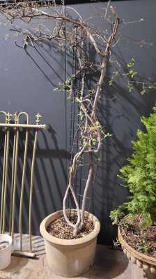 Climbing Tree