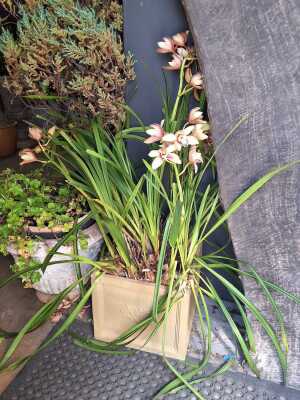 Potted Orchid