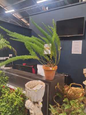 Potted Plant