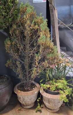 Potted Plants