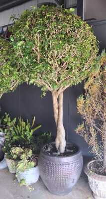 Potted Ficus Tree