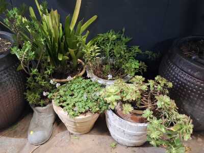 Garden Lot