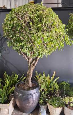 Potted Ficus Tree