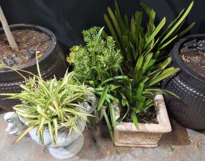 Garden Lot