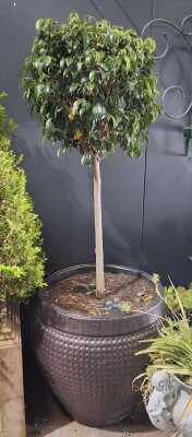 Potted Ficus Tree