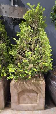Potted Box Plant