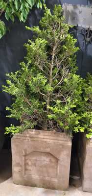 Potted Box Plant