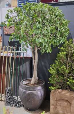 Potted Ficus Tree