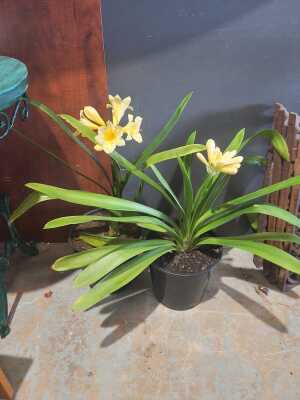 Clivias