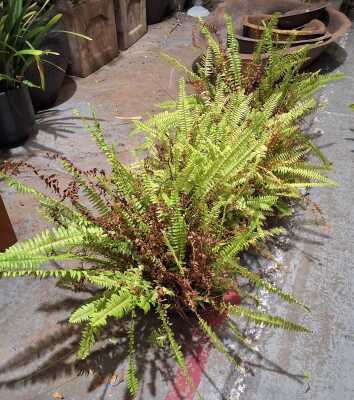 Hanging Ferns