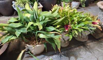 Potted Plants
