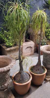 Potted Ponytail Palms