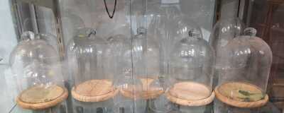 Terrarium Domes