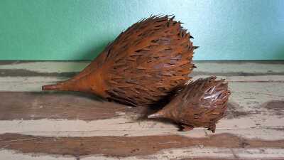 Echidnas