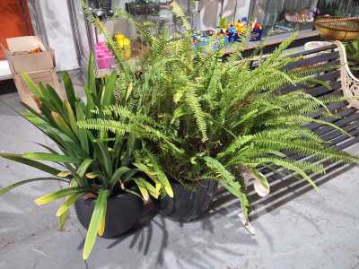 Two Potted Plants