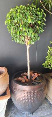 Potted Ficus Tree
