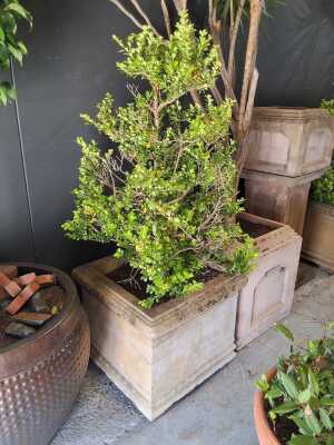 Potted Box Plant