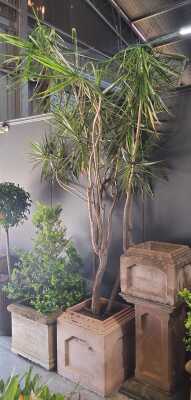 Madagascar Dragon Tree