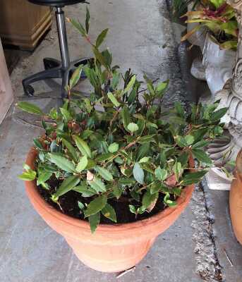 Potted Bay Tree