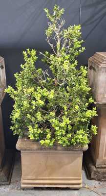 Potted Box Plant