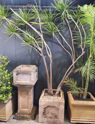 Madagascar Dragon Tree