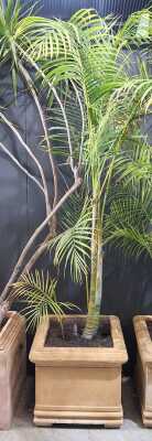 Potted Palm