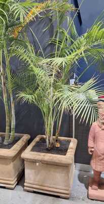 Potted Palm