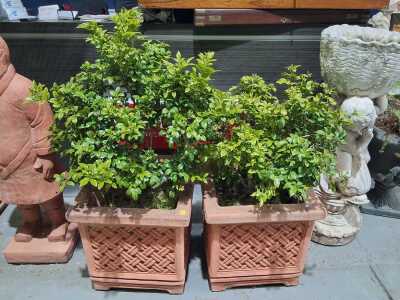 Potted Plants