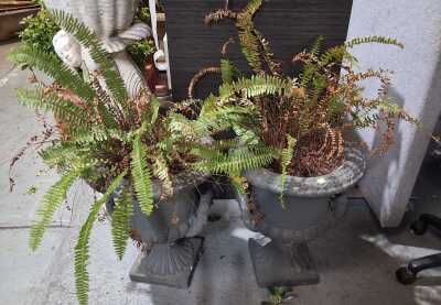 Potted Ferns