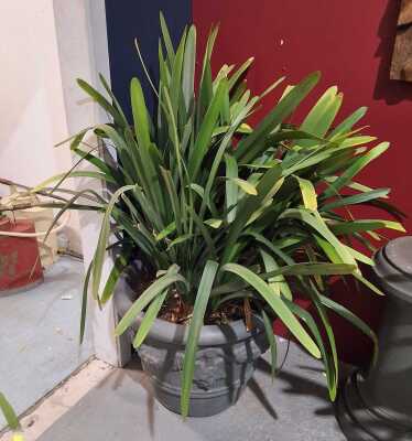 Potted Clivia