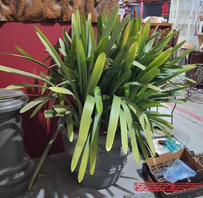 Potted Clivia