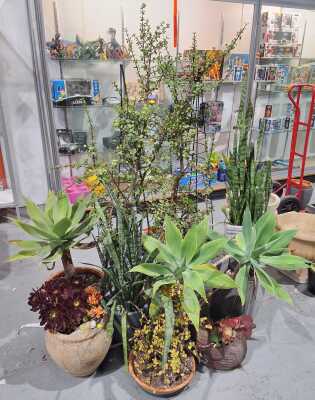 Potted Plant Lot