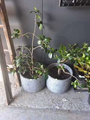 Camelia