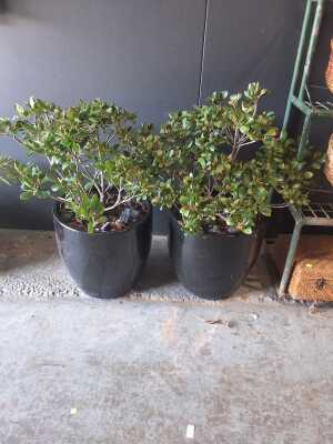 Potted Plants