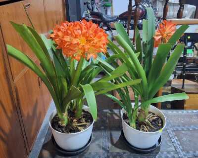 361 · POTTED CLIVIAS