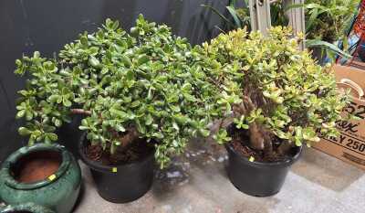POTTED JADE PLANTS
