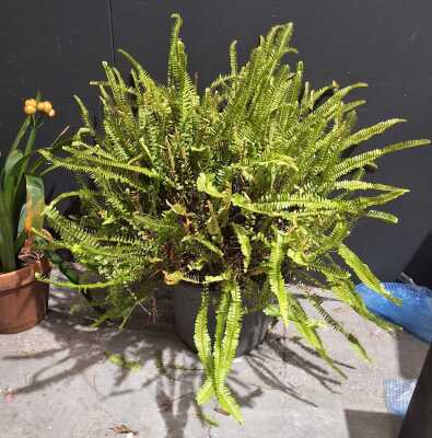 POTTED FERN