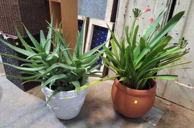 POTTED PLANTS