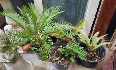 CYCADS