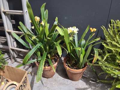 POTTED CLIVIAS