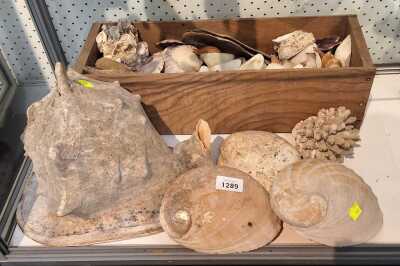SHELLS