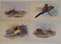 JOHN GOULD - 2