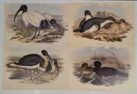 JOHN GOULD - 4