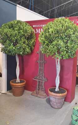 EMERALD GREEN FICUS